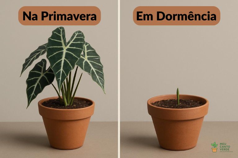 Imagem lado a lado mostrando uma Alocasia com folhas no verão e o mesmo vaso no inverno, com um pequeno broto 'ressuscitando'.