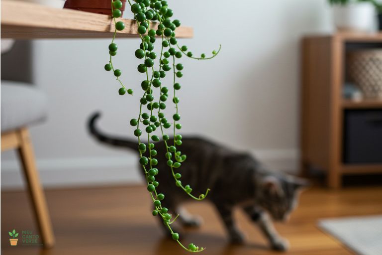 Planta-Rosário em uma prateleira alta, em um local seguro e fora do alcance de um gato que está no chão.