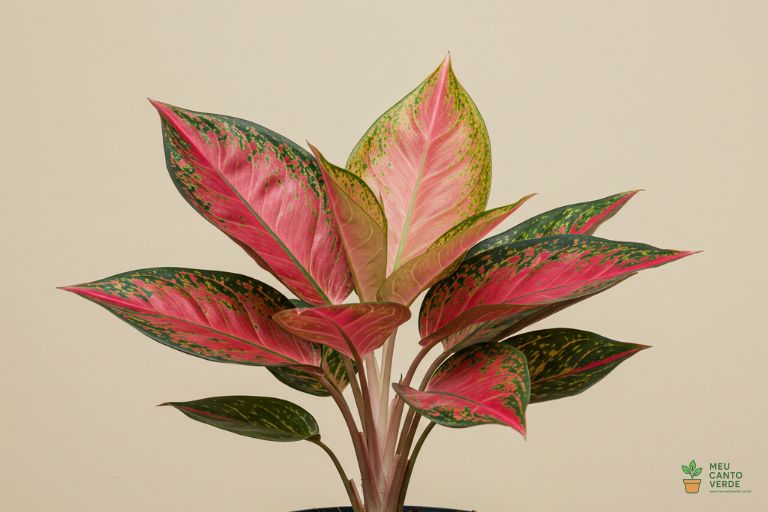 Aglaonema com suas folhas manchadas de rosa e verde, uma planta colorida para ambientes de baixa luminosidade.