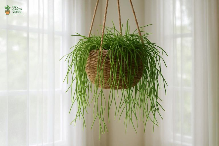 Cacto-Macarrão em um vaso suspenso perto de uma janela, recebendo a luz indireta brilhante e filtrada ideal para seu crescimento.