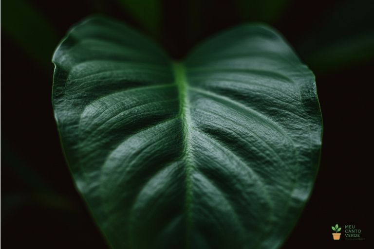 Close-up macro de uma folha de Aspidistra, mostrando sua textura e a cor verde profunda.