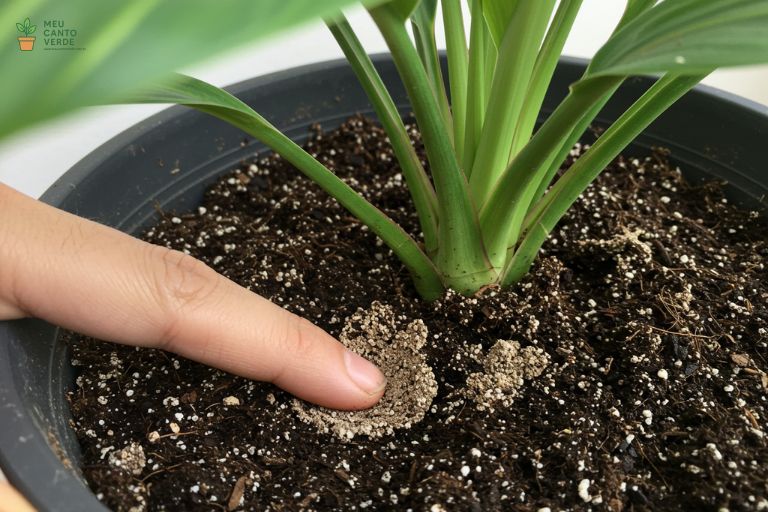 Mão inserindo um dedo profundamente no solo seco de um vaso de Aspidistra para verificar a umidade antes da rega.