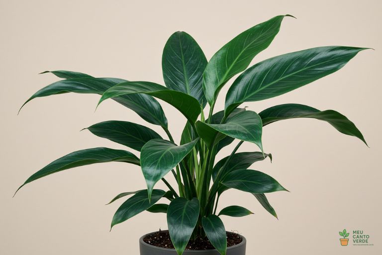 Planta Aspidistra (Planta-de-Ferro) com suas folhas longas e verde-escuras, a planta mais resistente para sombra.