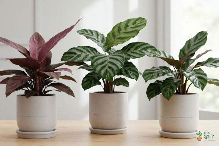 Composição com várias Calatheas, plantas com folhagens deslumbrantes e seguras para cães e gatos.