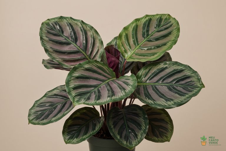 Planta Calathea com suas folhas desenhadas, uma obra de arte que prospera em luz indireta.