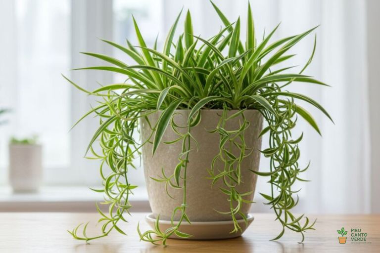 Planta Clorofito (Planta-Aranha) exuberante em um vaso de cerâmica, com vários 'filhotes' pendurados.