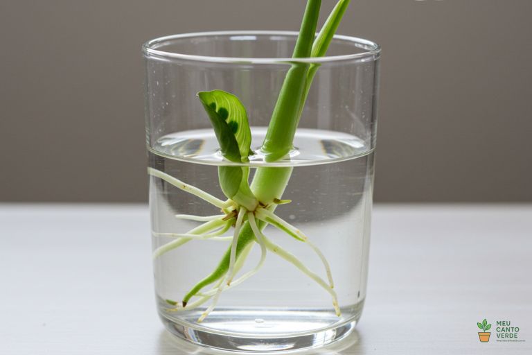 Uma estaca de caule de Maranta com um nó em um recipiente de vidro com água, com pequenas raízes se formando.