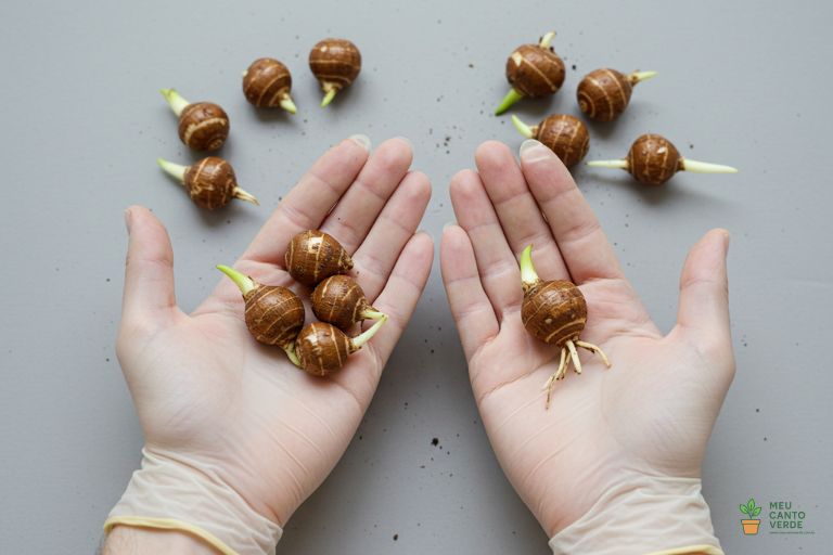 Mãos com luvas mostrando os pequenos 'cormos' (bulbos) da Alocasia, prontos para serem plantados.
