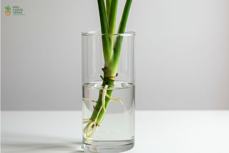 Uma estaca do topo de uma Dracena em um recipiente de vidro com água, já com pequenas raízes se formando na base.