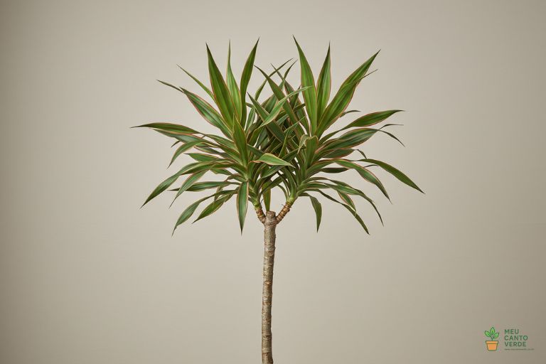 Planta Dracena com seu porte vertical, uma ótima opção de planta de sombra para adicionar altura à decoração.