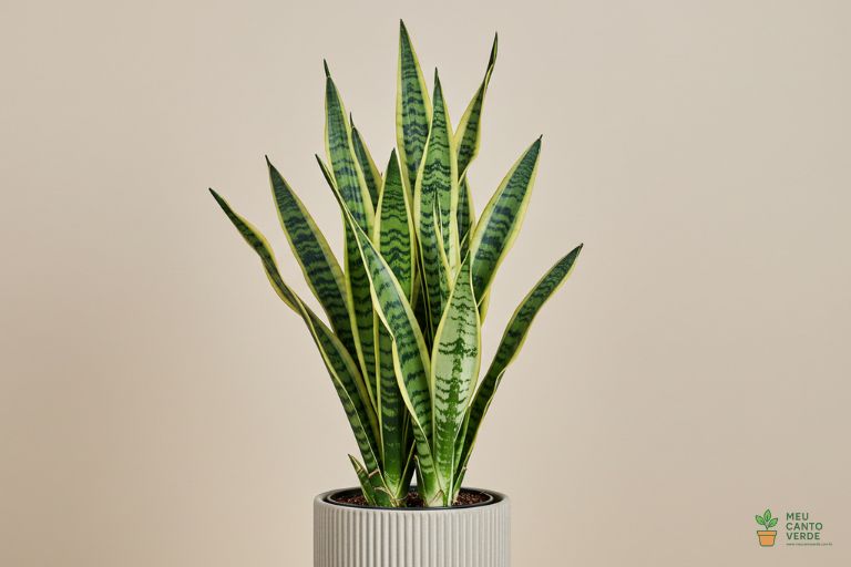 Planta Espada-de-São-Jorge com suas folhas verticais, uma planta escultural que tolera sombra.