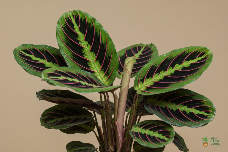 Maranta com suas folhas com veios rosa, uma planta que se move e ama a sombra.