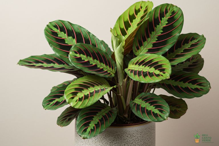 Planta Maranta com suas folhas de padrões únicos, uma opção colorida e segura para lares com pets.