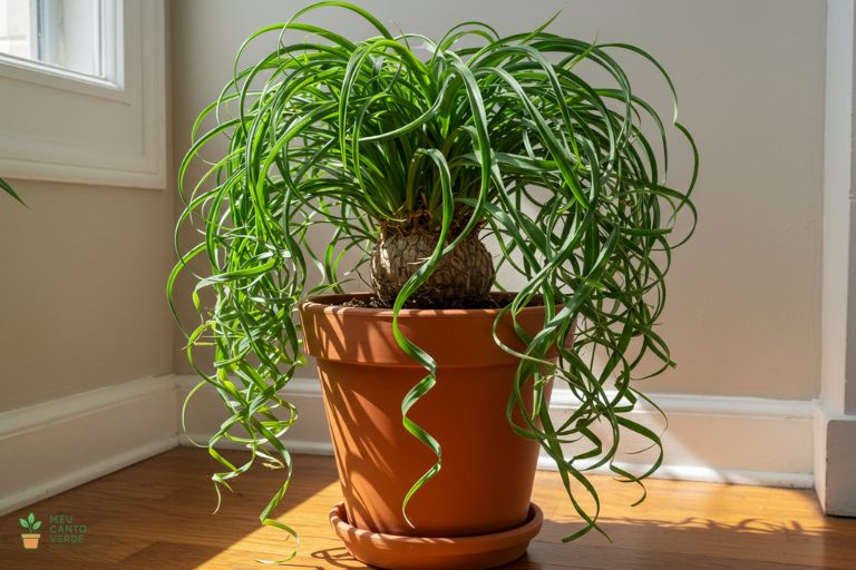 Pata-de-Elefante com seu tronco característico, uma planta escultural e segura para cães e gatos.