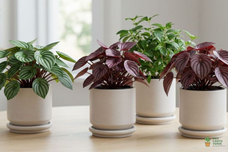 Composição com diferentes variedades de Peperômia, plantas seguras e ideais para apartamentos.
