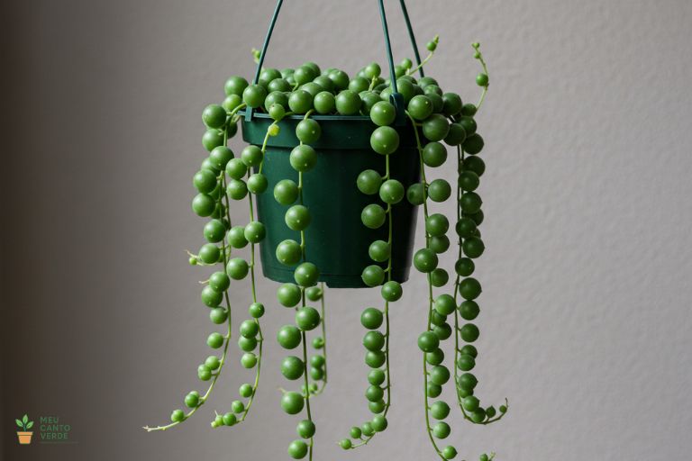 Planta-Rosário (Colar-de-Pérolas) com seus ramos em cascata, uma suculenta pendente e segura para pets.