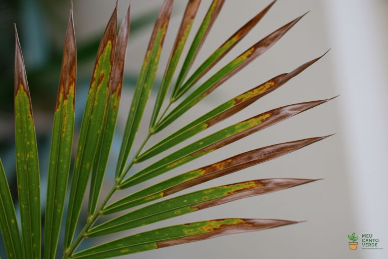 Close-up de uma fronde de Palmeira Areca com as pontas visivelmente marrons e secas.