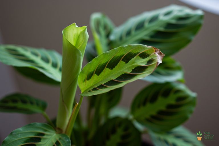 Imagem de uma Maranta com as folhas visivelmente enroladas e as pontas secas, ilustrando a falta de umidade.