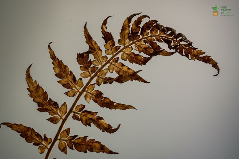 Close-up mostrando a ponta de uma fronde de samambaia marrom e crocante, ilustrando o principal problema de falta de umidade.