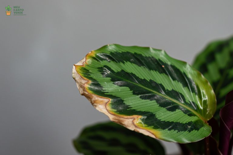 Close-up de uma folha de Calathea com as bordas visivelmente marrons e crocantes devido à baixa umidade.