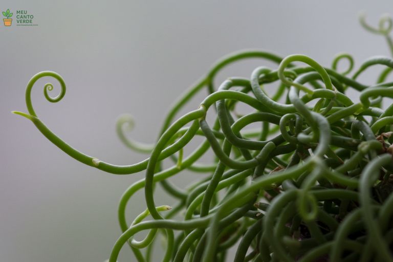 Cacto-Macarrão com os caules visivelmente murchos e enrugados, ilustrando a falta de água.