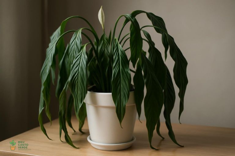 Lírio-da-Paz com as folhas visivelmente caídas e murchas, sinalizando que precisa de água.