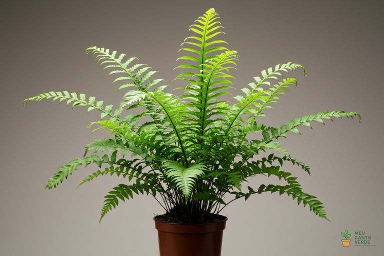 Samambaia-Americana exuberante em um vaso, uma planta clássica para ambientes de sombra e alta umidade.