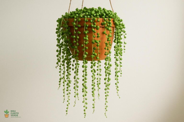 Suculenta Colar-de-pérolas (Senecio rowleyanus) em um vaso de terracota suspenso.