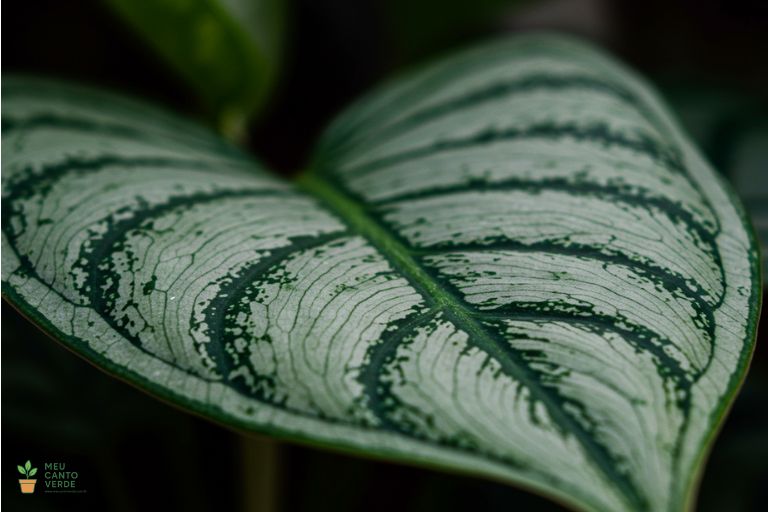 Close-up macro de uma folha de Aglaonema 'Silver Queen', mostrando os padrões prateados e a textura.