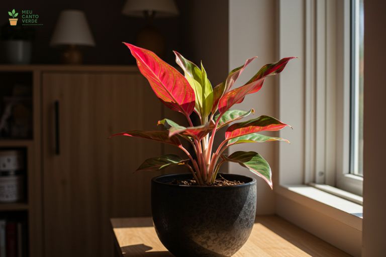Aglaonema com folhas vibrantes em tons de vermelho e verde, uma beleza colorida que filtra o ar.