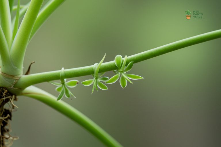 Close-up de um caule de Clorofito com várias 'plantinhas-bebê' (plantlets) com pequenas raízes aéreas.