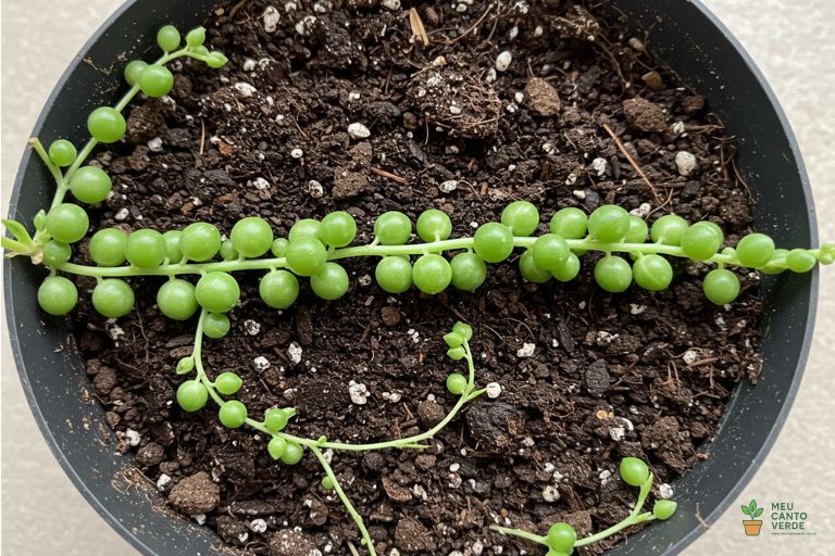 Ramo de Planta-Rosário deitado sobre a superfície do substrato em um vaso, com pequenas raízes começando a se formar nos nós.
