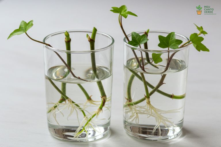 Vários galhos de Hera em um pote de vidro com água, mostrando novas raízes brancas se formando nos nós.