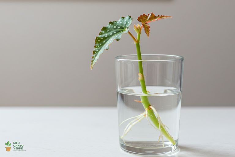 Uma estaca de caule de Begônia Maculata em um pote de vidro com água, já com pequenas raízes brancas se formando.