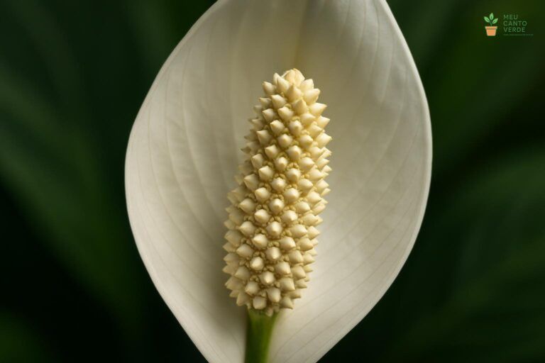 Close-up da flor do Lírio-da-Paz, mostrando em detalhe a bráctea branca e a espiga central (espádice).
