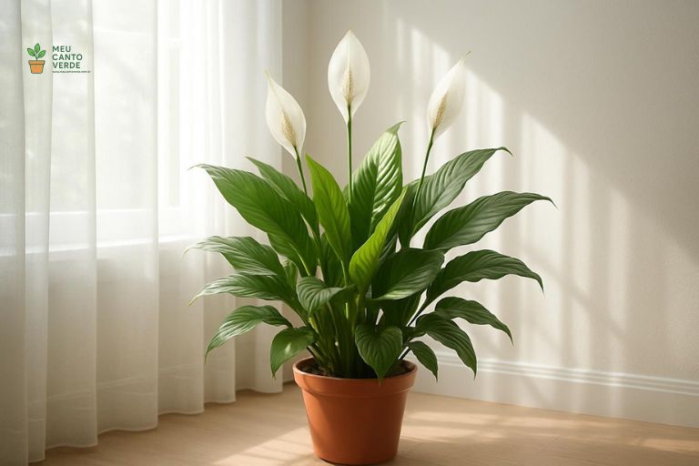 Lírio-da-Paz saudável posicionado perto de uma janela com cortina, recebendo a luz indireta brilhante ideal para sua floração.