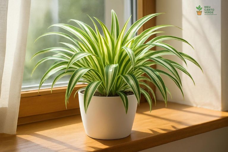 Planta Clorofito no peitoril de uma janela, recebendo a luz indireta brilhante ideal para manter suas folhas listradas vibrantes.