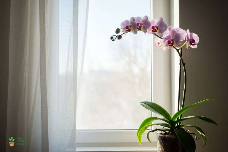Orquídea Phalaenopsis em um peitoril de janela, recebendo a luz indireta brilhante e filtrada por uma cortina, que é ideal para sua floração.
