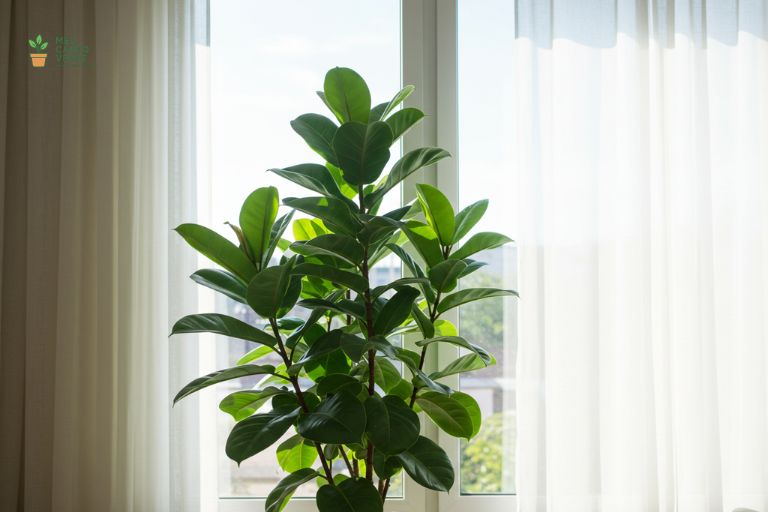 Ficus Lyrata posicionado perto de uma janela com cortina, recebendo a luz indireta brilhante e abundante que ele precisa.
