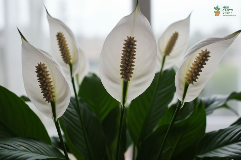 Close-up das flores brancas e elegantes do Lírio-da-Paz, uma planta que purifica o ar.