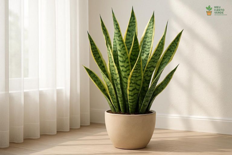 Espada-de-São-Jorge posicionada perto de uma janela com cortina, recebendo luz indireta brilhante, o ambiente ideal para a planta.