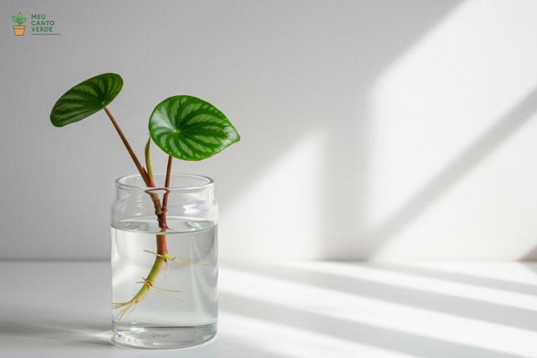 Uma única folha de Peperômia em formato de coração em um pote de vidro com água, já com pequenas raízes brancas se formando.