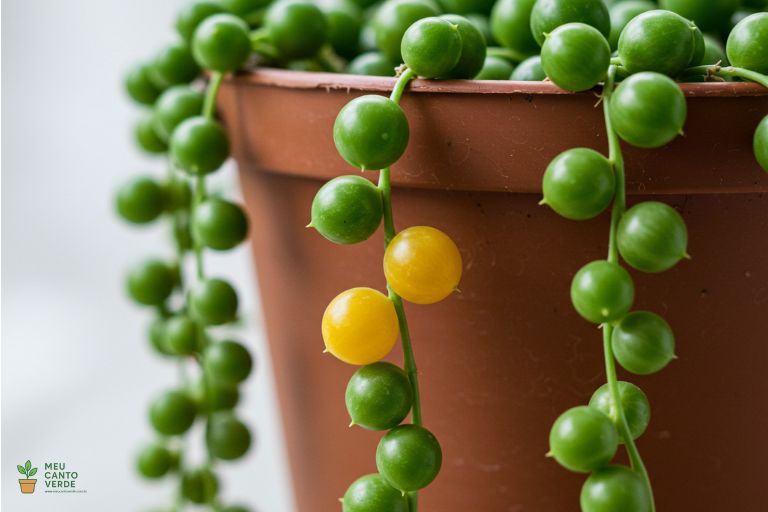 Close-up da base de uma Planta-Rosário com as 'pérolas' amareladas e moles, mostrando o sinal clássico de excesso de rega e apodrecimento.