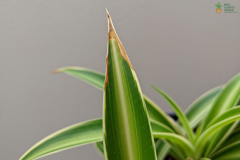 Close-up de uma folha de Clorofito exibindo o problema comum de pontas marrons e secas.