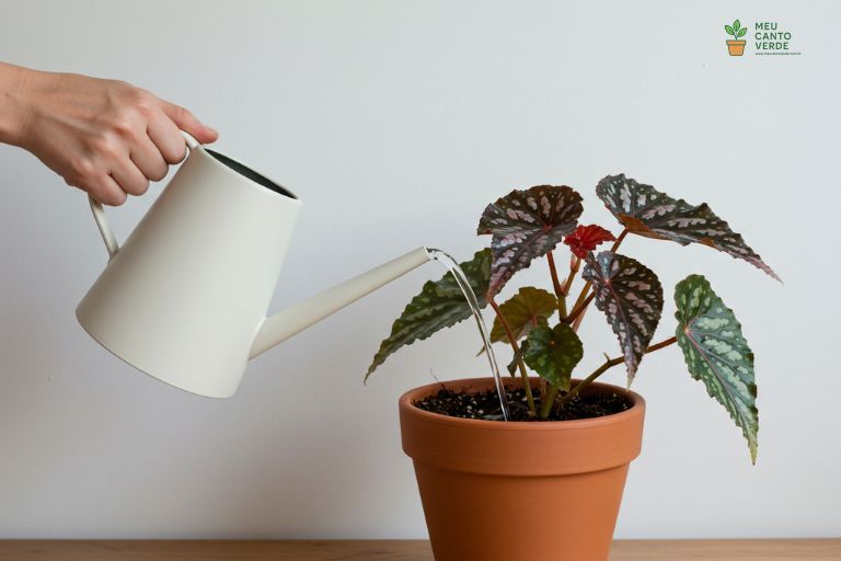Mão usando um regador de bico fino para molhar apenas o substrato do vaso da Begônia Maculata, com cuidado para não tocar nas folhas.