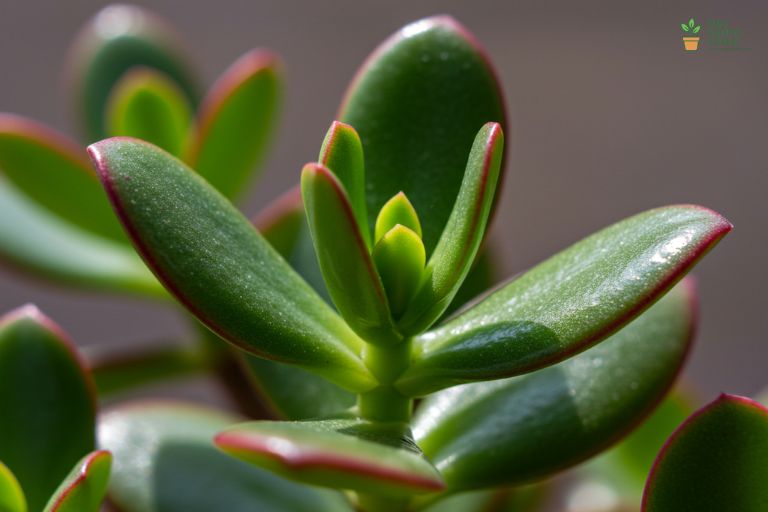Close-up das folhas 'gordinhas' da Planta-Jade, com as bordas avermelhadas pelo sol.