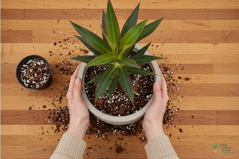 Mãos preparando um substrato leve e aerado para o plantio de uma Dracena em um vaso estável.