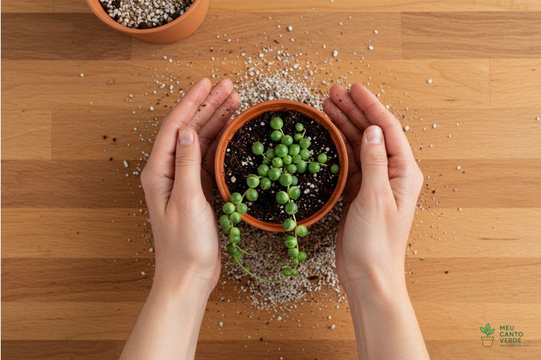 Mãos plantando uma Planta-Rosário em um vaso raso de terracota com substrato para suculentas de alta drenagem.