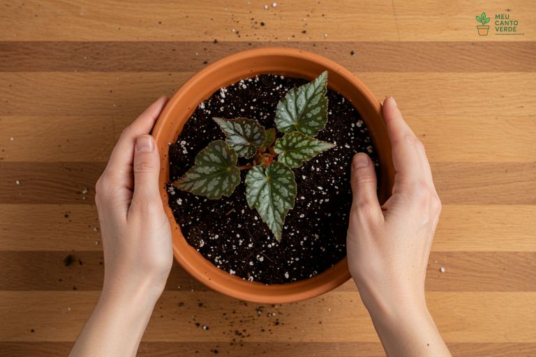 Mãos preparando um substrato leve e aerado, com perlita e fibra de coco, para o plantio de uma Begônia Maculata em um vaso de terracota.