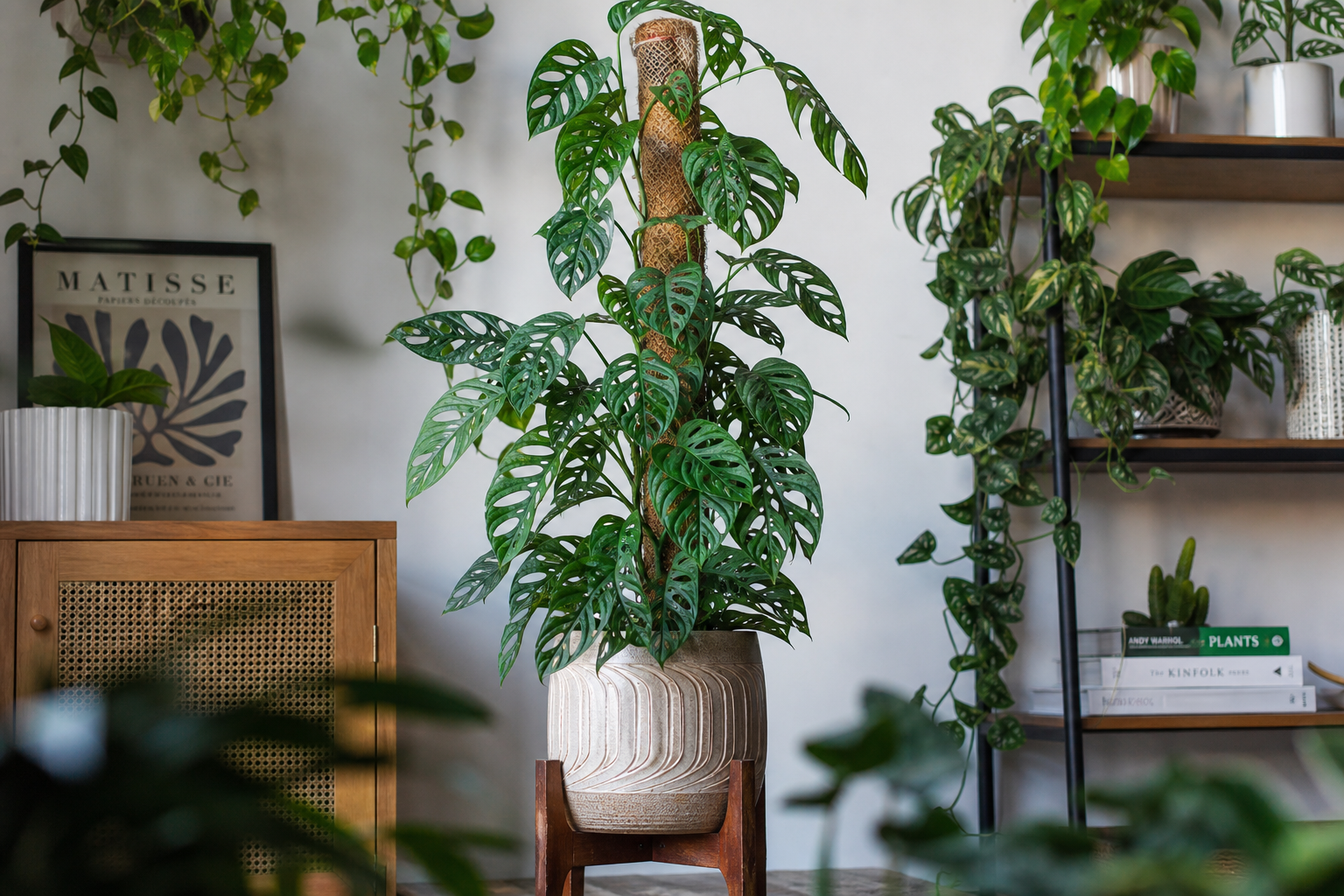 Monstera adansonii crescendo em tutor de fibra de coco